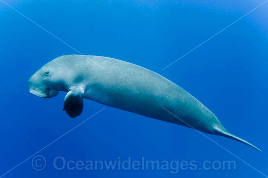 Dugong Dugong dugon photo