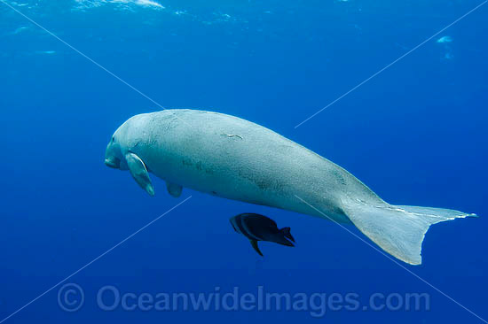 Dugong (Dugong dugon) - swimming with a batfish. Cocos (Keeling) Islands, Australia. Dugongs can be found in warm coastal waters from East Africa to Australia. Also known as Sea Cow. Classified Vulnerable on the IUCN Red List. Now a Protected species. Photo - Karen Willshaw Dugong (Dugong dugon) - swimming with a batfish. Cocos (Keeling) Islands, Australia. Dugongs can be found in warm coastal waters from East Africa to Australia. Also known as Sea Cow. Classified Vulnerable on the IUCN Red List. Now a Protected species. Photo - Karen Willshaw