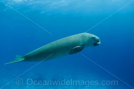 Dugong Sea Cow photo