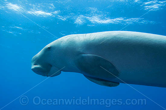Dugong (Dugong dugon). Cocos (Keeling) Islands, Australia. Dugongs can be found in warm coastal waters from East Africa to Australia. Also known as Sea Cow. Classified Vulnerable on the IUCN Red List. Now a Protected species. Photo - Karen Willshaw