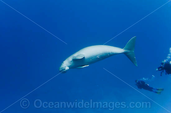 Dugong Cocos Island photo