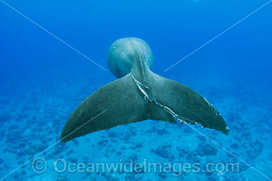 Dugong (Dugong dugon) - with damaged tail fluke. Cocos (Keeling) Islands, Australia. Dugongs can be found in warm coastal waters from East Africa to Australia. Also known as Sea Cow. Classified Vulnerable on the IUCN Red List. Now a Protected species. Photo - Karen Willshaw Dugong (Dugong dugon) - with damaged tail fluke. Cocos (Keeling) Islands, Australia. Dugongs can be found in warm coastal waters from East Africa to Australia. Also known as Sea Cow. Classified Vulnerable on the IUCN Red List. Now a Protected species. Photo - Karen Willshaw