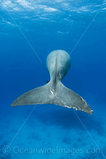 Dugong tail fluke photo