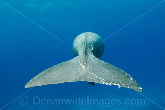 Dugong tail fluke photo