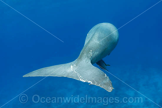 Dugong tail fluke photo