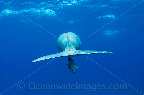 Dugong Cocos Island photo