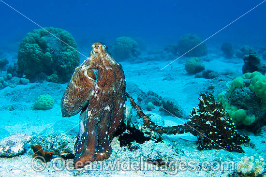 Reef Octopus Octopus cyanea photo