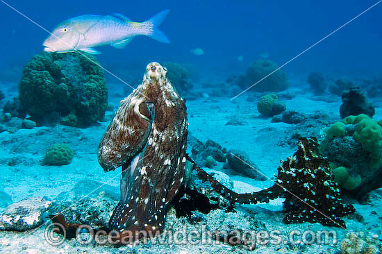 Reef Octopus Octopus cyanea photo