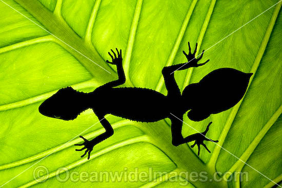 Leaf-tailed Gecko (Saltuarius swaini) - resting on a rainforest lily plant leaf. Coffs Harbour, New South Wales, Australia Photo - Gary Bell Leaf-tailed Gecko (Saltuarius swaini) - resting on a rainforest lily plant leaf. Coffs Harbour, New South Wales, Australia Photo - Gary Bell