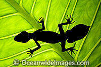 Leaf-tailed Gecko Saltuarius swaini Photo - Gary Bell