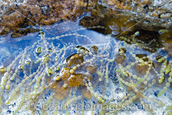 Neptunes necklace algae photo
