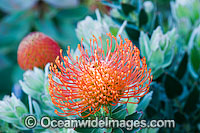Pincushion Protea Photo - Gary Bell