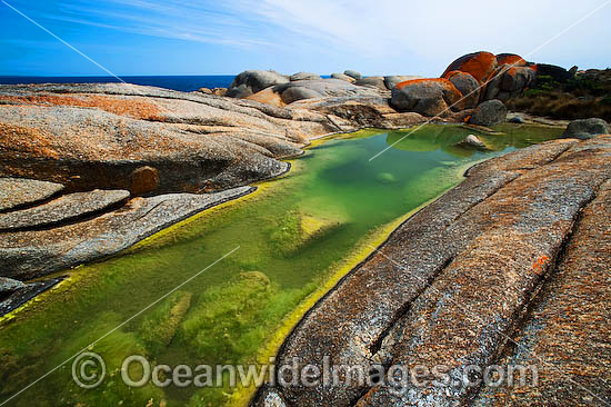 Trousers Point, an extensive lichen (Caloplaca sp.) covered granite boulder coastline (Note large freshwater rock pool formed by rains). Flinders Island, Tasmania, Australia Photo - Gary Bell