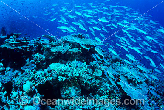 Schooling Marrs Fusilier Pterocaesio marri photo