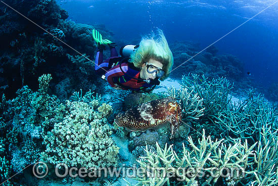 Scuba Diver with Broadclub Cuttlefish photo Scuba Diver with Broadclub Cuttlefish photo
