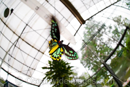 Birdwing Butterfly Ornithoptera priamus photo