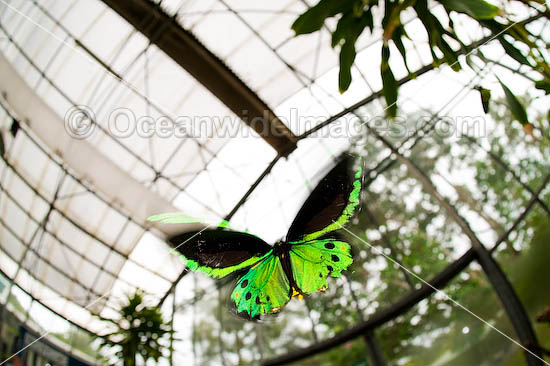 Cairns Birdwing Butterfly Ornithoptera priamus photo