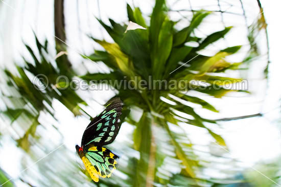 Cairns Birdwing Butterfly photo