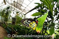 Cairns Birdwing Butterfly Ornithoptera priamus Photo - Gary Bell