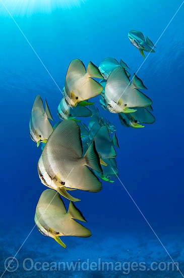 Round Batfish (Platax teira). Cocos (Keeling) Islands, Australia. Found throughout Indo-West Pacific. Photo - Karen Willshaw Round Batfish (Platax teira). Cocos (Keeling) Islands, Australia. Found throughout Indo-West Pacific. Photo - Karen Willshaw