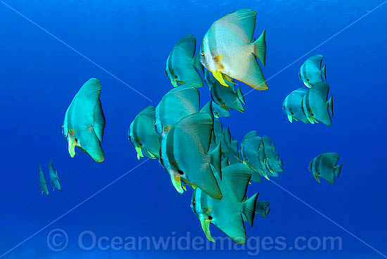 Round Batfish (Platax teira). Cocos (Keeling) Islands, Australia. Found throughout Indo-West Pacific. Photo - Karen Willshaw Round Batfish (Platax teira). Cocos (Keeling) Islands, Australia. Found throughout Indo-West Pacific. Photo - Karen Willshaw