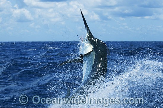 Black Marlin breaching photo