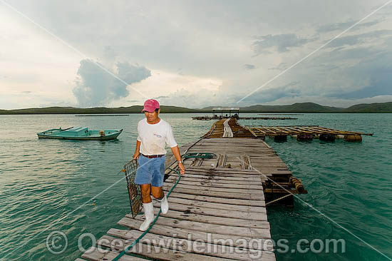 Mr Kazuyoshi Takami, proprietor of Kazu Pearl Farm, attends pearl oyster grids retrieved from beneath floating platforms extending from end and side of farm jetty. Friday Island, Torres Strait, Queensland, Australia Photo - Gary Bell Mr Kazuyoshi Takami, proprietor of Kazu Pearl Farm, attends pearl oyster grids retrieved from beneath floating platforms extending from end and side of farm jetty. Friday Island, Torres Strait, Queensland, Australia Photo - Gary Bell