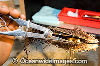 Oyster Pearl farming Photo - Gary Bell