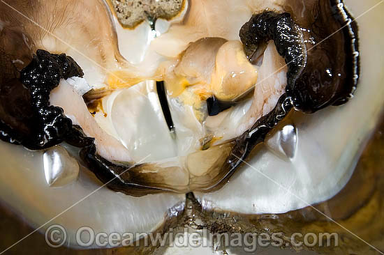 A live Pearl Oyster (Pinctada maxima) is opened to reveal a pair of perfect heart shape half-pearls. Kazu Pearl Farm, Friday Island, Torres Strait, Queensland, Australia Photo - Gary Bell