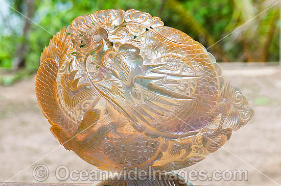 An intrically carved Pearl Oyster Shell (Pinctada maxima), collected from Kazu Pearl Farm. Friday Island, Torres Strait, Queensland, Australia Photo - Gary Bell An intrically carved Pearl Oyster Shell (Pinctada maxima), collected from Kazu Pearl Farm. Friday Island, Torres Strait, Queensland, Australia Photo - Gary Bell