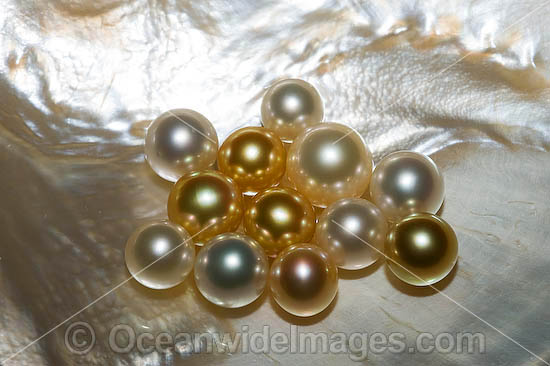 Oyster Pearls photo