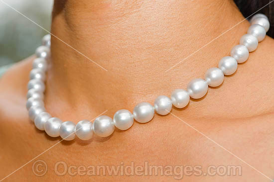 Woman wearing a string of spectacular cultured pearls collected from live Pearl Oyster (Pinctada maxima) at Kazu Pearl Farm. Friday Island, Torres Strait, Queensland, Australia Photo - Gary Bell Woman wearing a string of spectacular cultured pearls collected from live Pearl Oyster (Pinctada maxima) at Kazu Pearl Farm. Friday Island, Torres Strait, Queensland, Australia Photo - Gary Bell
