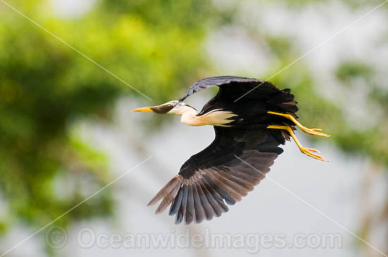 Pied Heron Ardea picata photo