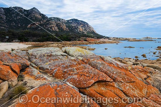 The Dock, an extensive lichen (Caloplaca sp.) covered granite boulder coastline, with Mount Killiecrankie in distant background. Flinders Island, Tasmania, Australia Photo - Gary Bell