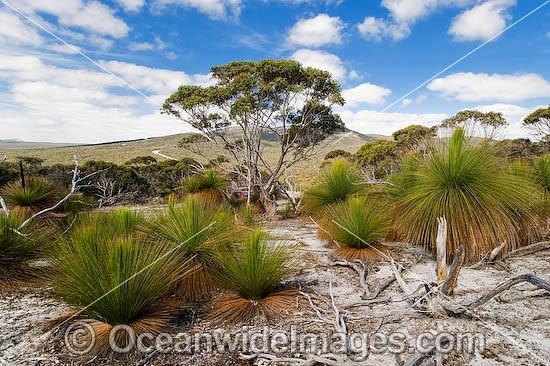 Grass Tree forest photo