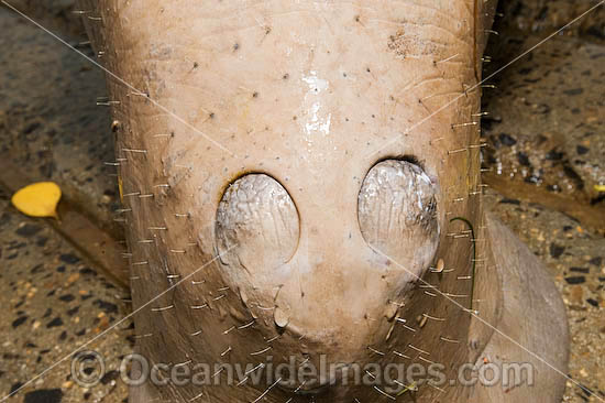 Dugong (Dugong dugon), showing detail of nostrils, bristly facial hair and snout. Torres Strait, Northern Australia. Listed as Vulnerable on the IUCN Red List. Protected species Photo - Gary Bell