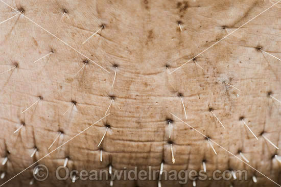 Dugong facial hair and snout photo