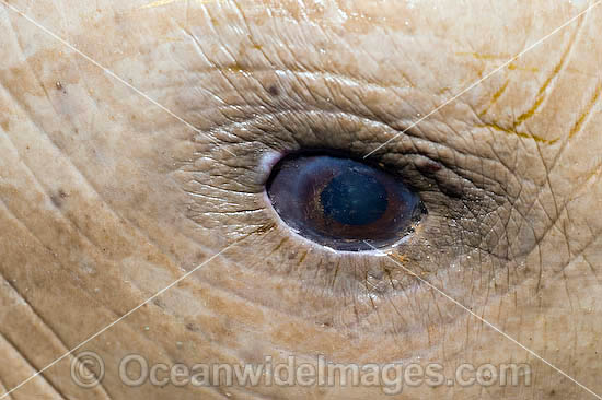 Dugong (Dugong dugon), showing detail of the eye. Torres Strait, Northern Australia. Listed as Vulnerable on the IUCN Red List. Protected species Photo - Gary Bell