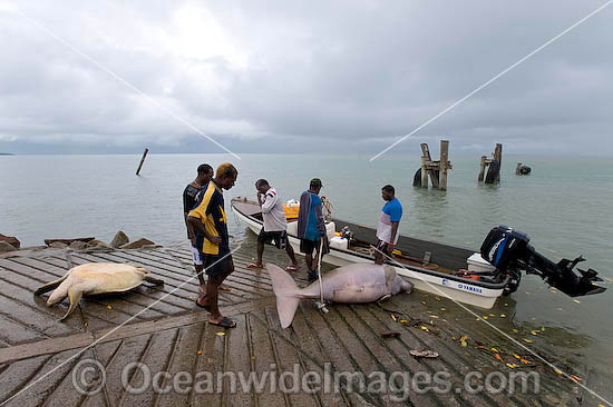 Torres Strait Islanders with a Dugong (Dugong dugon) and Green Sea Turtle (Chelonia mydas), captured legally under traditional hunting rights, to help feed island community. Torres Strait, Northern Australia Photo - Gary Bell Torres Strait Islanders with a Dugong (Dugong dugon) and Green Sea Turtle (Chelonia mydas), captured legally under traditional hunting rights, to help feed island community. Torres Strait, Northern Australia Photo - Gary Bell