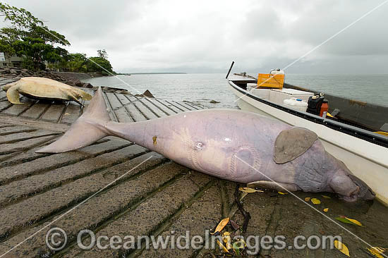 Dugong captured by Islanders photo