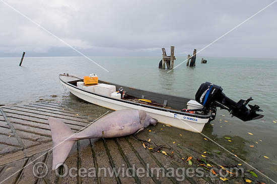 Dugong (Dugong dugon), captured by Torres Strait Islanders, legally under traditional hunting rights, to help feed island community. Torres Strait, Northern Australia Photo - Gary Bell Dugong (Dugong dugon), captured by Torres Strait Islanders, legally under traditional hunting rights, to help feed island community. Torres Strait, Northern Australia Photo - Gary Bell
