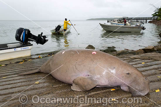 Dugong (Dugong dugon), captured by Torres Strait Islanders, legally under traditional hunting rights, to help feed island community. Torres Strait, Northern Australia Photo - Gary Bell