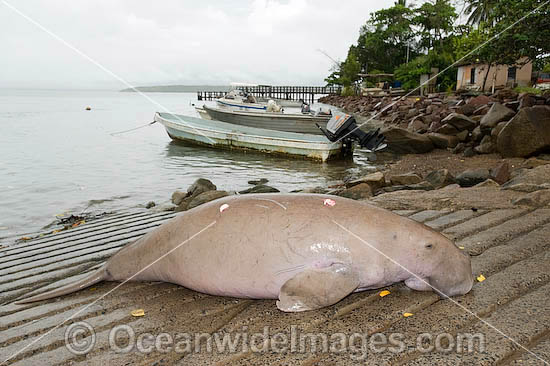Dugong (Dugong dugon), captured by Torres Strait Islanders, legally under traditional hunting rights, to help feed island community. Torres Strait, Northern Australia Photo - Gary Bell Dugong (Dugong dugon), captured by Torres Strait Islanders, legally under traditional hunting rights, to help feed island community. Torres Strait, Northern Australia Photo - Gary Bell