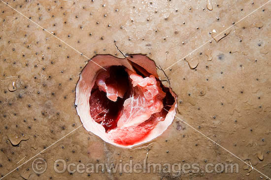 Spear hole in a Dugong (Dugong dugon), captured by Torres Strait Islanders, legally under traditional hunting rights, to help feed island community. Torres Strait, Northern Australia Photo - Gary Bell Spear hole in a Dugong (Dugong dugon), captured by Torres Strait Islanders, legally under traditional hunting rights, to help feed island community. Torres Strait, Northern Australia Photo - Gary Bell