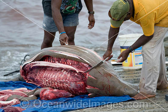 Dugong traditional hunting rights photo