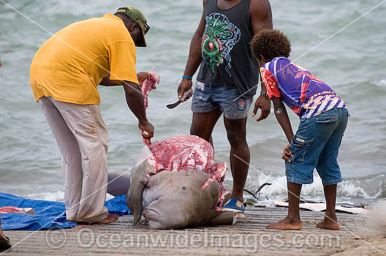 Torres Strait Islanders butcher a Dugong (Dugong dugon), captured legally under traditional hunting rights, to help feed island community. Torres Strait, Northern Australia Photo - Gary Bell Torres Strait Islanders butcher a Dugong (Dugong dugon), captured legally under traditional hunting rights, to help feed island community. Torres Strait, Northern Australia Photo - Gary Bell