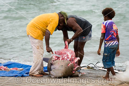 Dugong traditional hunting rights photo