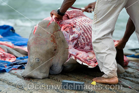 Dugong traditional hunting rights photo