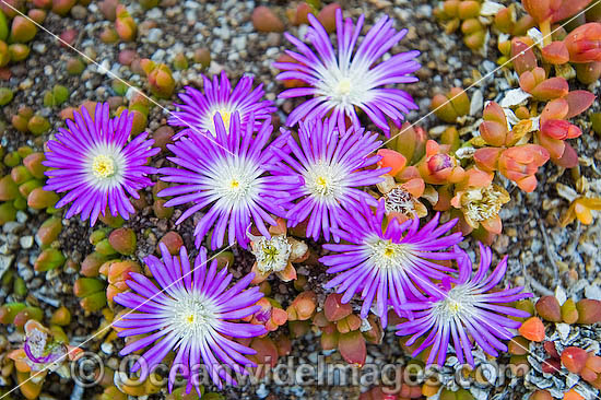 Pig Face Disphyma crassifolium photo Pig Face Disphyma crassifolium photo