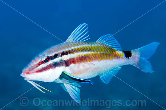 Black-spot Goatfish being cleaned photo